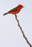 Vermilion Flycatcher_44619